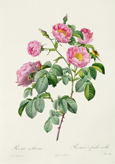 Rosa Mollissima, de 